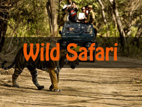 Wild Life Safari in Uttarakhand