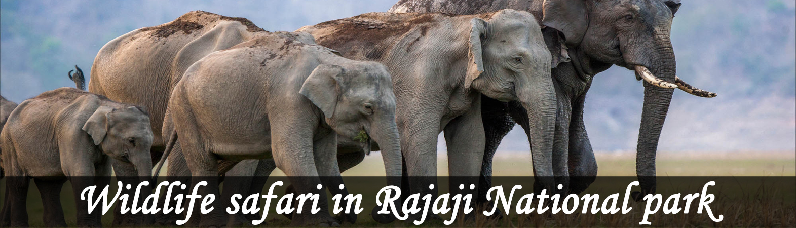 Wildlife Tour in Rajaji National Park
