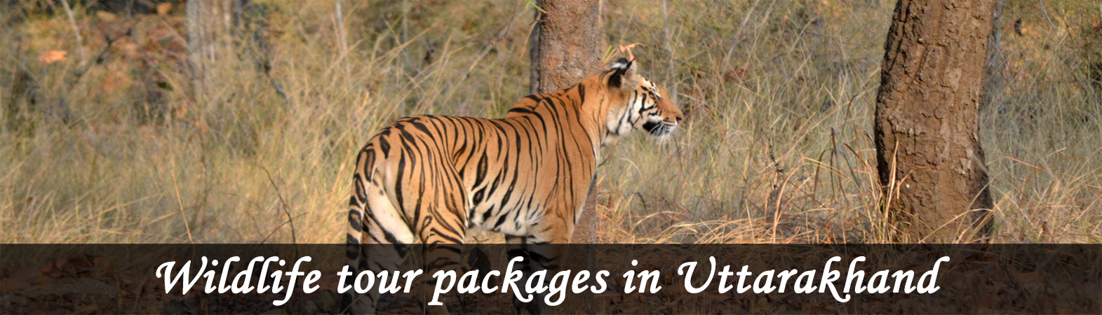 Wildlife tour packages in Uttarakhand and Wildlife packagee tour from Haridwar
