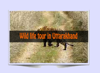 Wild life tour packages in Uttarakhand