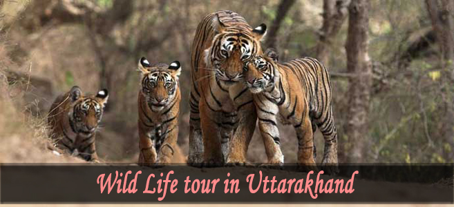 Wild Life Tour In Uttarakhand